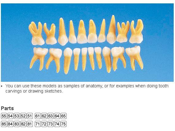 Anatomisk model tand primary , nr. 51 /1+*