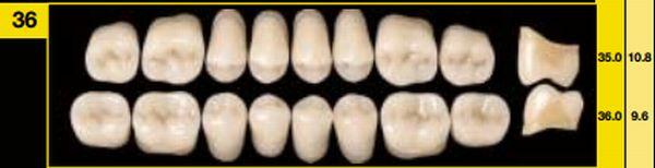 Artiplus vita kindtand 8 stk farve C4 O36*