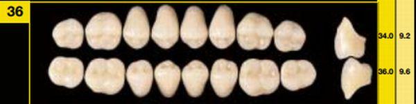 Biostabil kindtand 8 stk 27 str O36