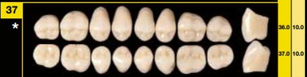 Biostabil kindtand 8 stk 31 str O37