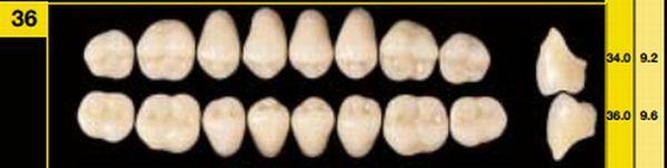 Biostabil vita kindtand 8 stk farve A1 O36*