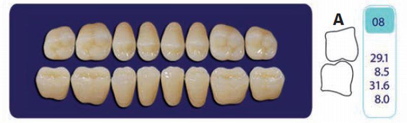 Quint kindtand 8 stk Lo farve A2 08