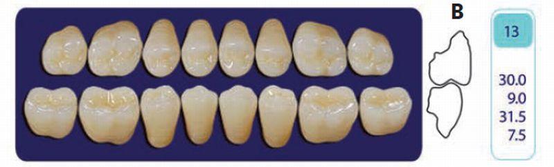 Quint kindtand 8 stk Lo farve A2 013*