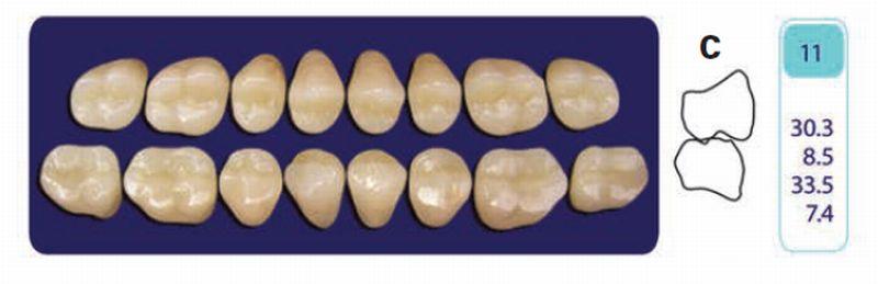 Quint kindtand 8 stk Lo farve A3 011