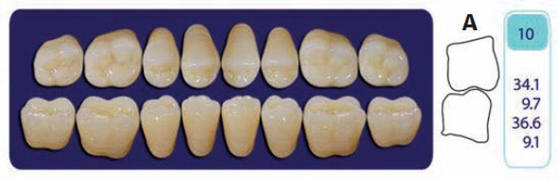 Quint kindtand 8 stk up farve C1 010