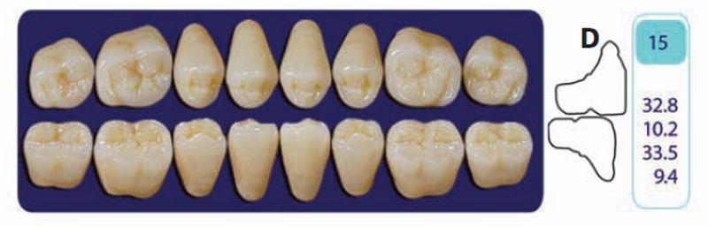 Quint kindtand 8 stk up farve C3 015*