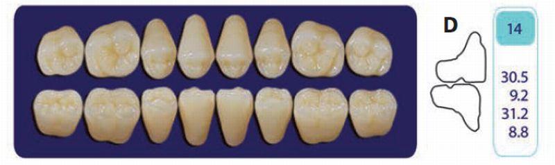 Quint kindtand 8 stk Lo farve C3 014*