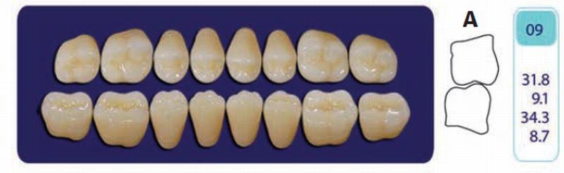 Quint kindtand 8 stk up farve D3 09