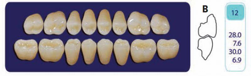 Quint kindtand 8 stk Lo farve D3 012*