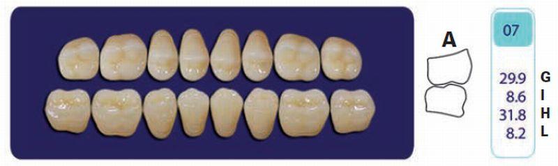 Quint kindtand 8 stk Lo farve D4 07