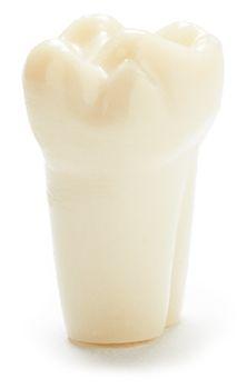 Model-mælketand T-760 Extra Ivorine u/skrue nr 14*