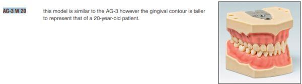 Tandkødsmodel AG-3 W20*