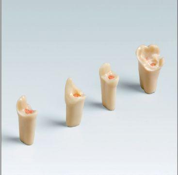 Modeltand AG-3 ZEE med skrue 1 stk nr 24*