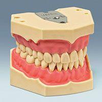 Helkæbemodel til instruktion i oral hygiejne*