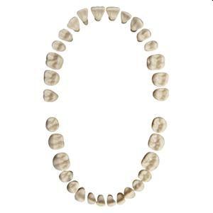 Modeltænder AG-3 med skrue helkæbe á 32 stk*