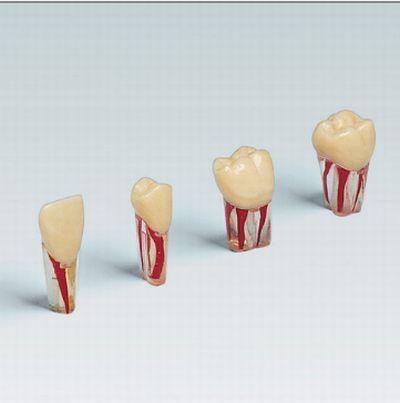 Modeltand AG-3 ZPUK - endo transparent nr. 21*