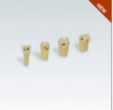 Modeltand AG-3 ZSDK 300 V1 OK 21 med caries NY*