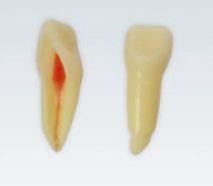 Modeltand ANA-4 Z3RN 100 stk nr. 21*