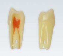 Modeltand ANA-4 Z3RN 100 stk nr. 24*