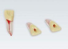 Modeltand ANA-4 ZPUKN 100 stk nr. 21*