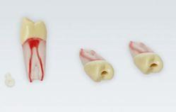 Modeltand ANA-4 ZPUKN 100 stk nr. 24*