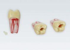 Modeltand ANA-4 ZPUKN 100 stk nr. 26*