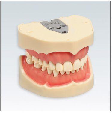 Arbejdsmodel ANA-4 O/U med 28 tænder*