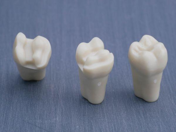 Modeltand præpareret AG-3 ZP 16 99-003*