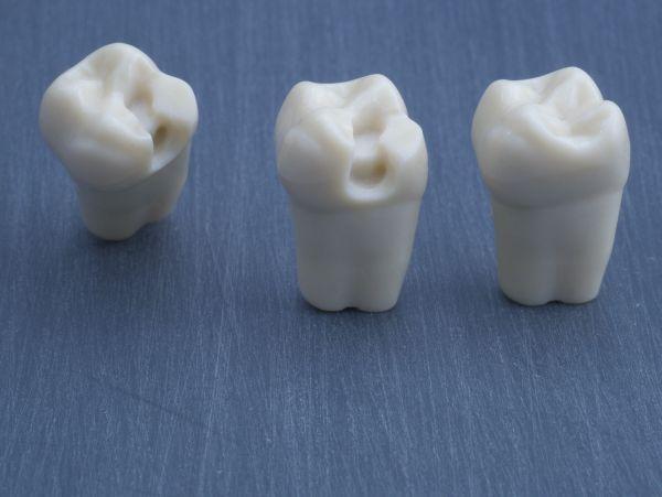 Modeltand præpareret AG-3 ZP 16 99-006*