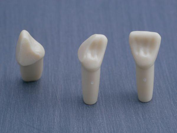 Modeltand præpareret AG-3 ZP 21 99-002*