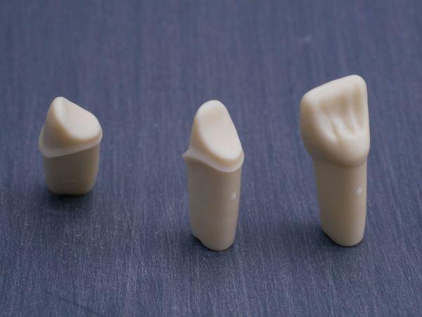 Modeltand præpareret AG-3 ZP 21 99-003*