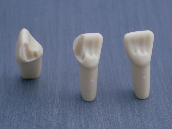 Modeltand præpareret AG-3 ZP 21 99-004*