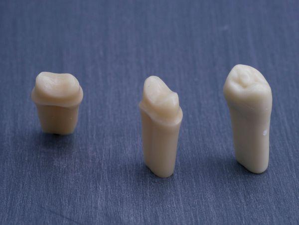 Modeltand præpareret AG-3 ZP 25 99-002*