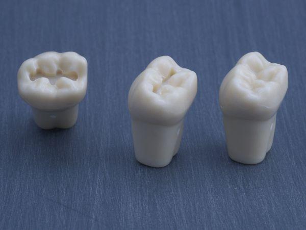 Modeltand præpareret AG-3 ZP 36 99-007*