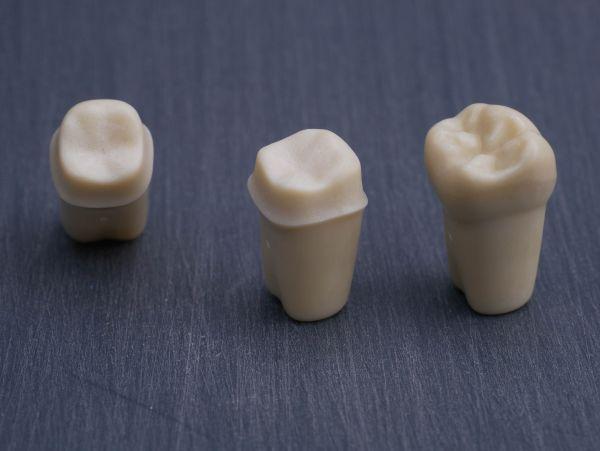 Modeltand præpareret AG-3 ZP 37 99-002*