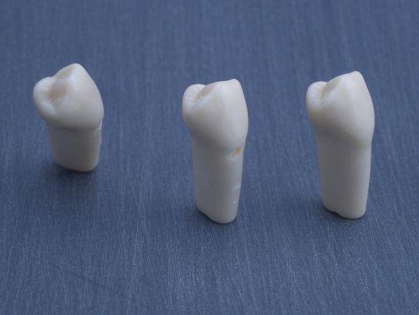 Modeltand præpareret AG-3 ZP 44 99-003*