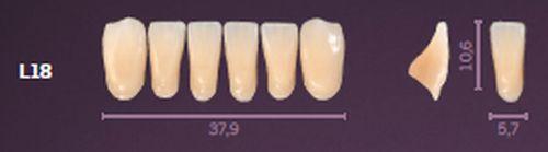 Premium fortand 6 stk farve D2 L18*