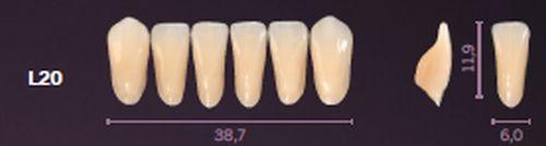 Premium fortand 6 stk farve D3 L20*