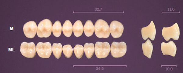 Premium kindtand 8 stk farve C4 ML*