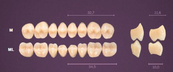 Premium kindtand 8 stk farve D2 ML*