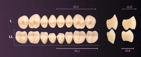 Premium kindtand 8 stk farve B1 L*