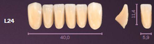 Premium fortand 6 stk farve C4 L24*
