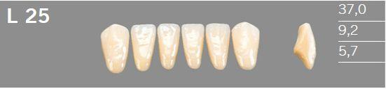 Artic fortand 6 stk farve D3 L25