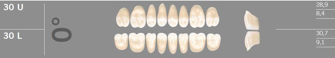Artic kindtand 8 stk farve A1 0°-30L*
