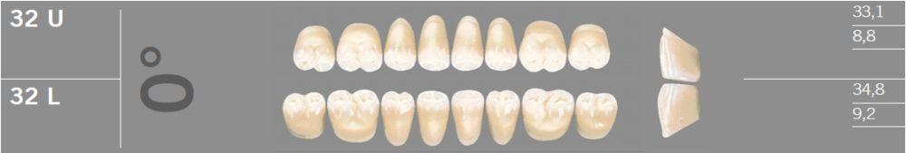 Artic kindtand 8 stk farve A3 0°-32U*