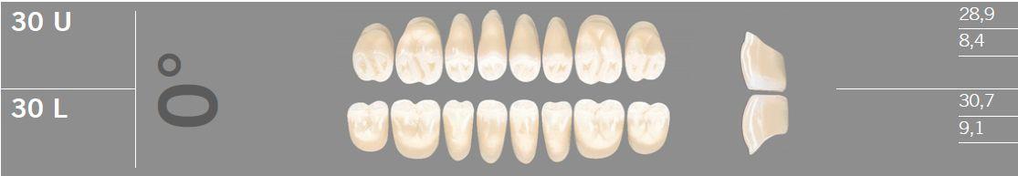 Artic kindtand 8 stk farve B4 0°-30U*