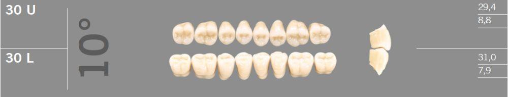 Artic kindtand 8 stk farve C2 10°-30L*