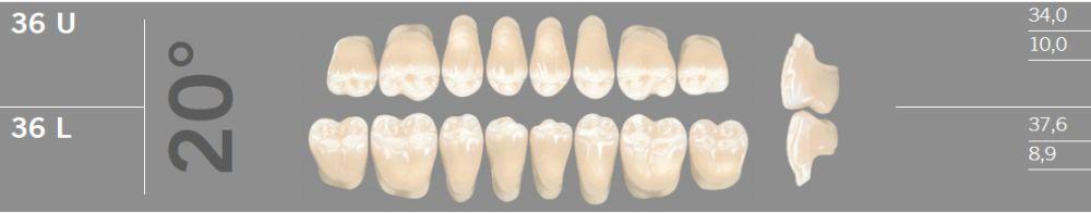 Artic kindtand 8 stk farve C2 20°-36U