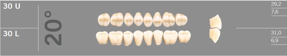 Artic kindtand 8 stk farve C3 20°-30L