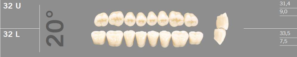 Artic kindtand 8 stk farve C3 20°-32L